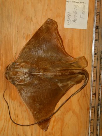 Media type: image; Ichthyology 158054